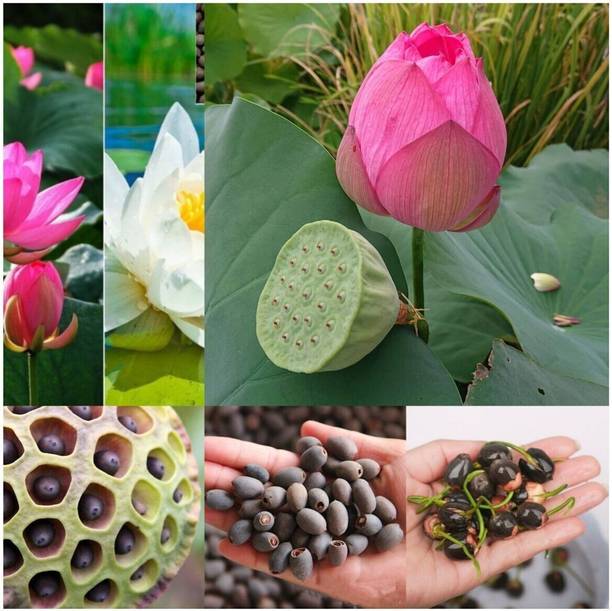 PNOQO Lotus, Kamal Flower Seed