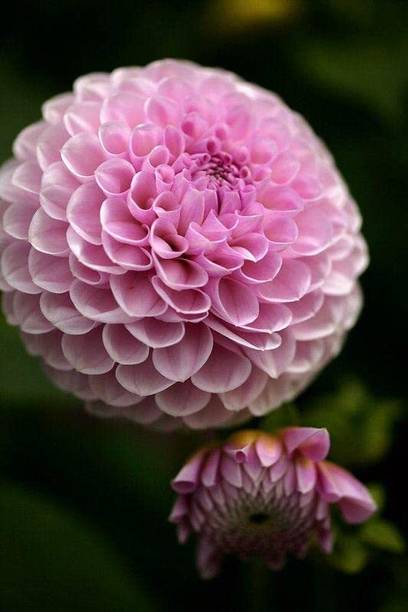 Aywal Dahlias (Mixed Varieties) Seed