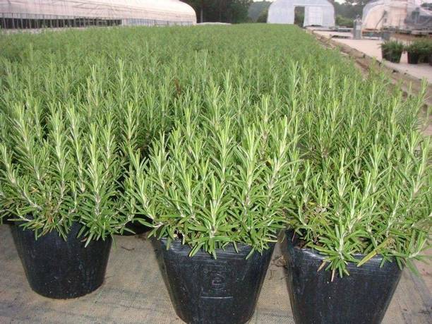 CYBEXIS GUA-83 - Rosemary to Plant - (750 Seeds) Seed