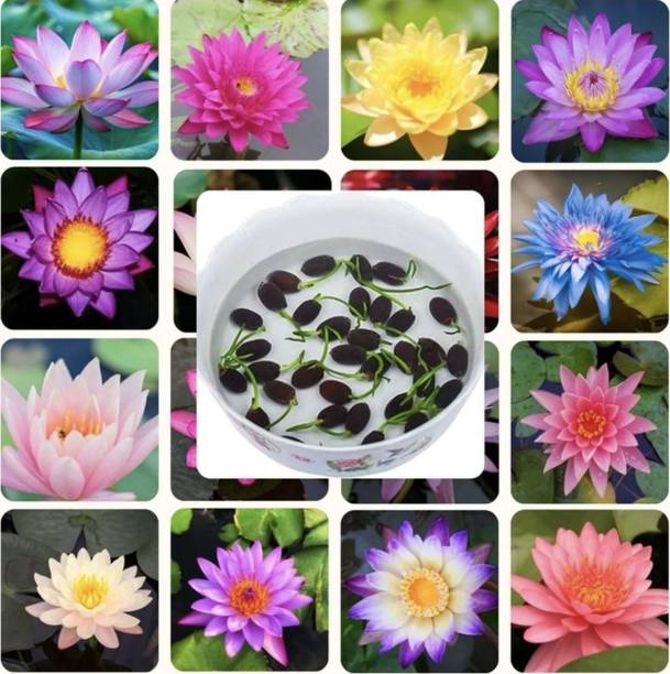 SwiftCart Lotus Seed, Kamal Seed, Sacred Lotus Seed Seed