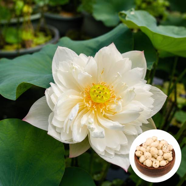 BaidyaNursery Lotus, kamal, Pink Lotus, Sacred Lotus Seed