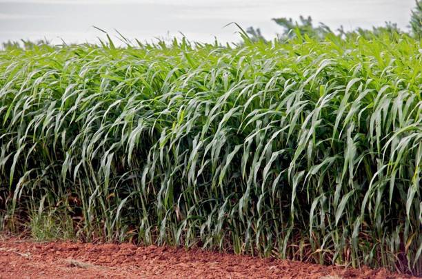 LIFELEX Sudan Grass Seed