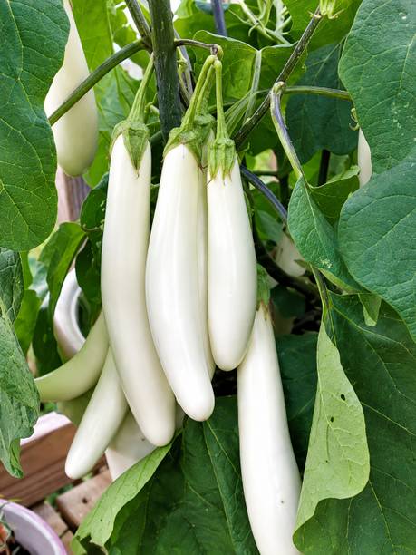 vignesha white long brinjal seeds per home gardening 100 seedsper packet Seed