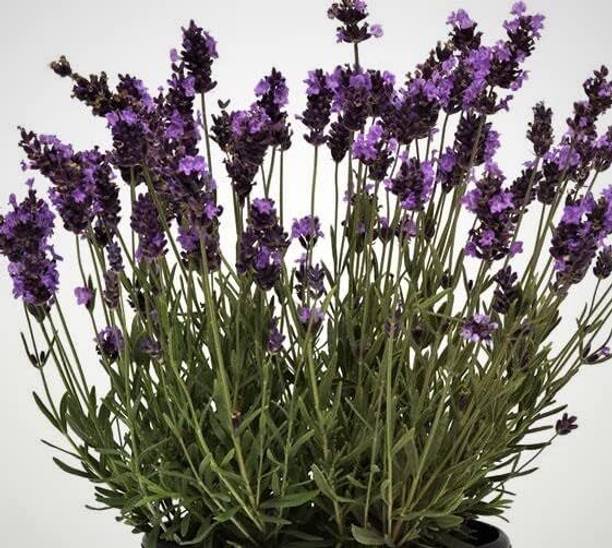 Qualtivate VVI-235 Lavender, Lavendula Avignon Seed