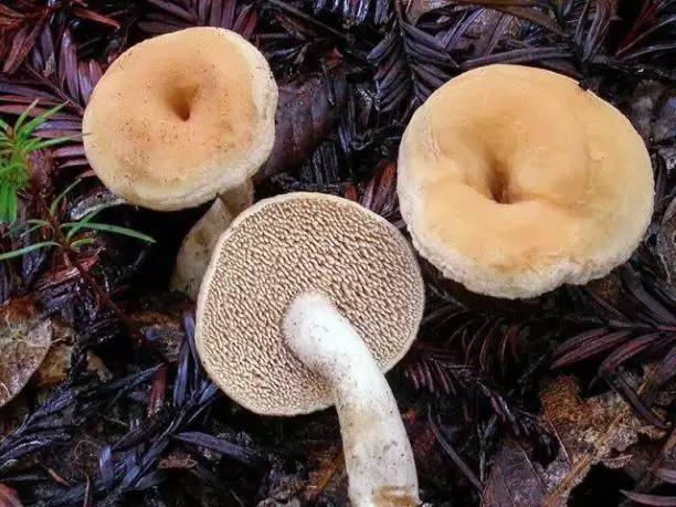 Aro Mushroom Seed