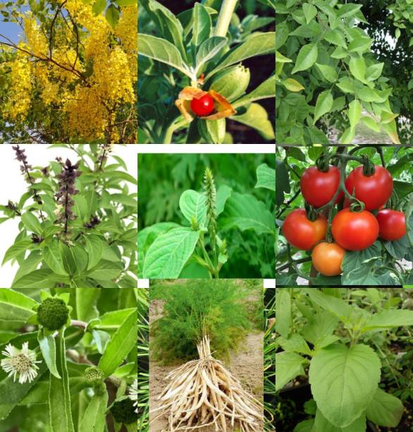 Faabiie Organic Herbal Exotic Plants seeds combo, (9 Types of Seeds) Seed