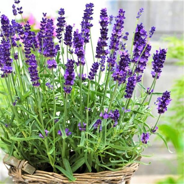 Quentova English Lavender Herb/Flower-HQ-8Q Seed