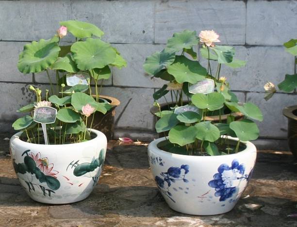 GREENSEA Lotus, Kamal Seed