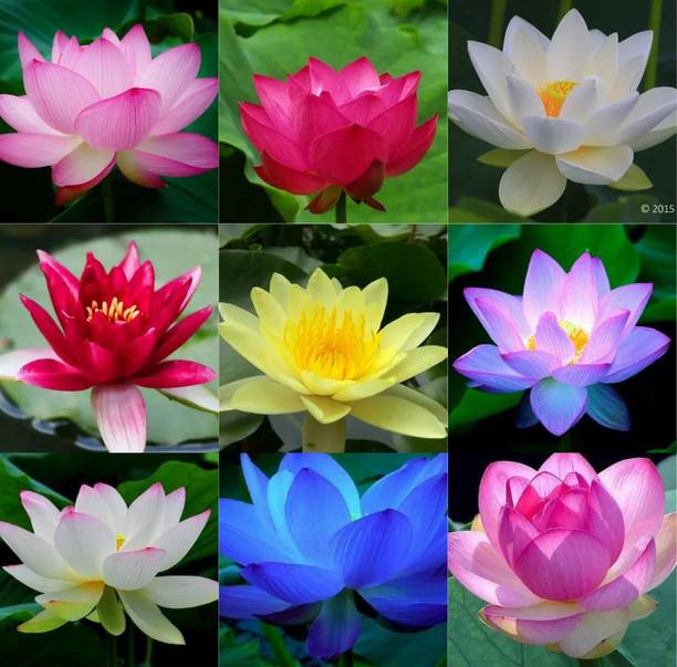 Pripton Lotus Seeds Mixed, Lotus Mix Colour Flower Seeds, Kamal Seed Mixed Variety Seed
