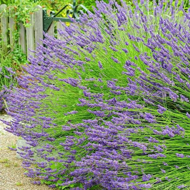MOOFGA Herb Seeds For Planting - Rare Lavender Seed