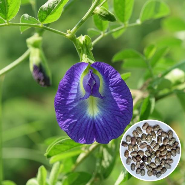 PlantifyNursery Aparajita, Butterfly Pea, Asian Pigeonwings, High germination Se