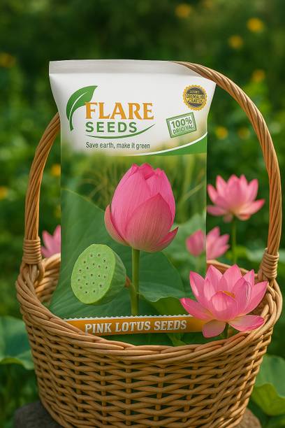 FLARE SEEDS Pink Lotus Flower Seeds For Home Garden- Grow Indoor & Outdoor Seed