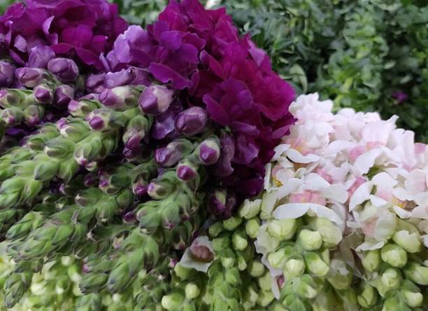 DHARA ENTERPRISE hollyhock Seed