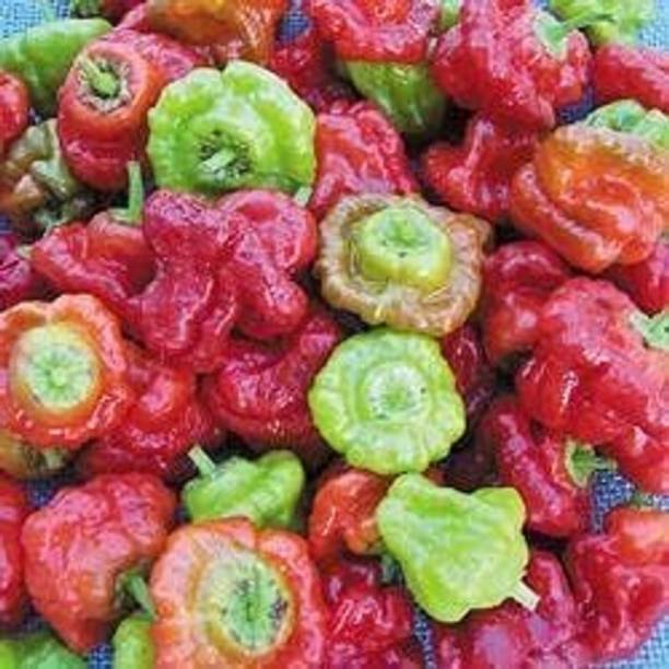 बायोस्निग F1 हाइब्रिड रेड मशरूम पेपर सीड्स फॉर प्लांटिंग-(4000 सीड्स) बीज
