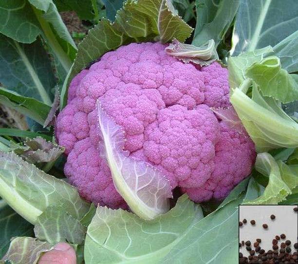 MKR Enterprises Purple Cauliflower Seed