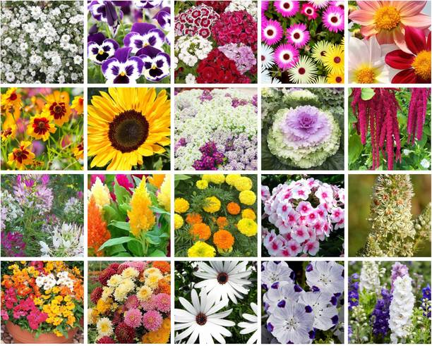Aero Seeds 20 Varieties of Flower Combo Pack Seed
