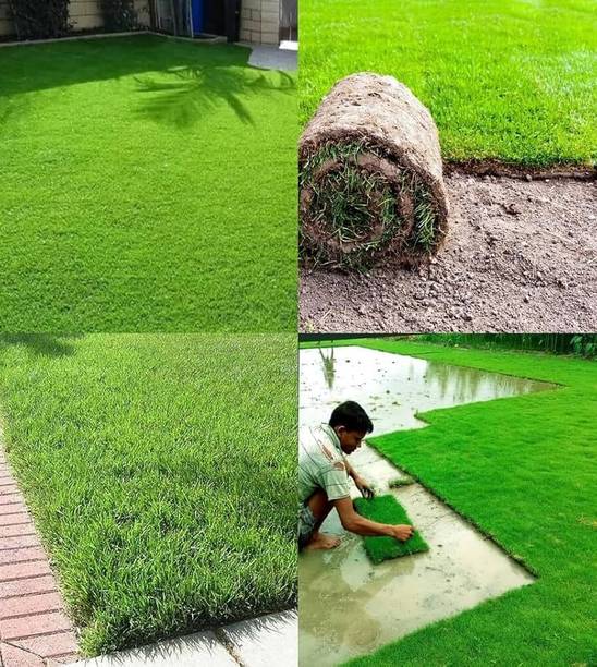 अरियानम लॉन ग्रास, इम्पोर्टेड अमेरिकन बरमूडा लॉन ग्रास बीज