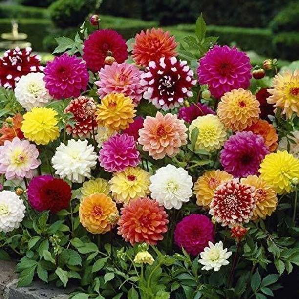 PNOQO Dahlia Seed