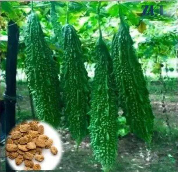 Silba Bitter Gourd Seed
