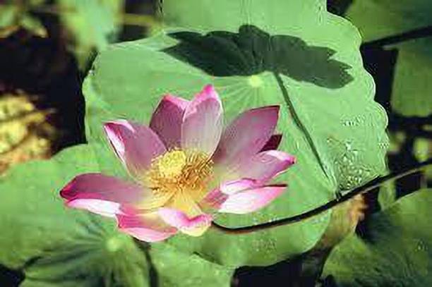 CARIBBEAN LOTUS SEEDS Seed