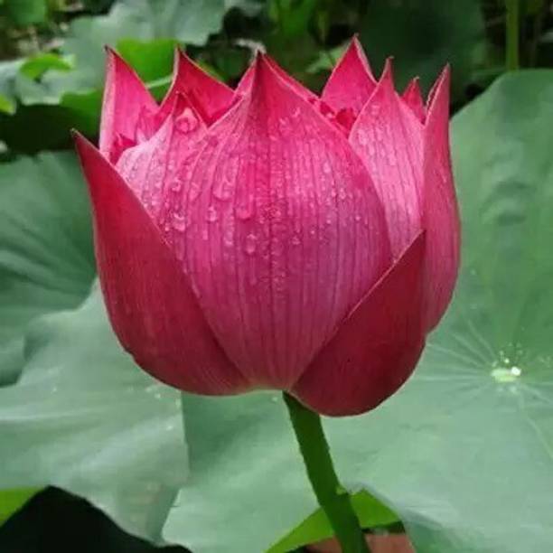 Aro Lotus, Kamal Seed