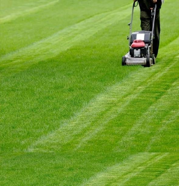 सेमगोल बगीचे के लिए लॉन ग्रास सीड्स/दुर्बा ग्रास सीड्स बीज