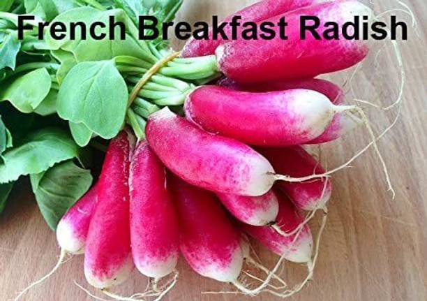 CYBEXIS XLL-86 - French Breakfast Radish - (2250 Seeds) Seed