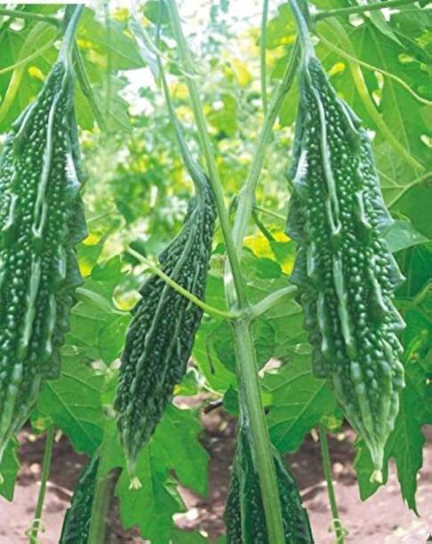 Silba Bitter Gourd Seed