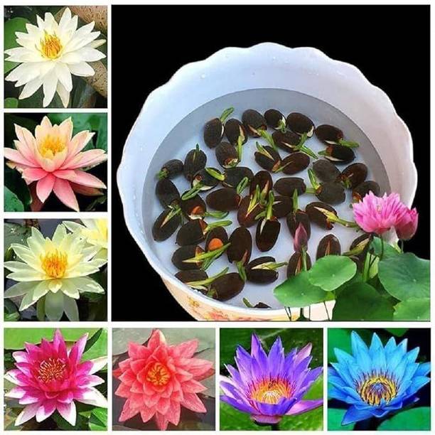 ShineBrew Lotus Seeds/ Plant Seeds, A Grade Quality Seed
