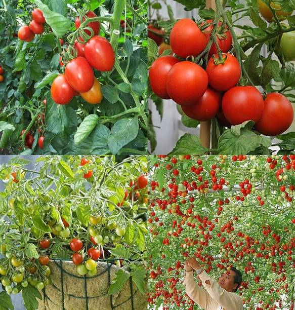 ibains Organic tomato seeds bij 67 Seed