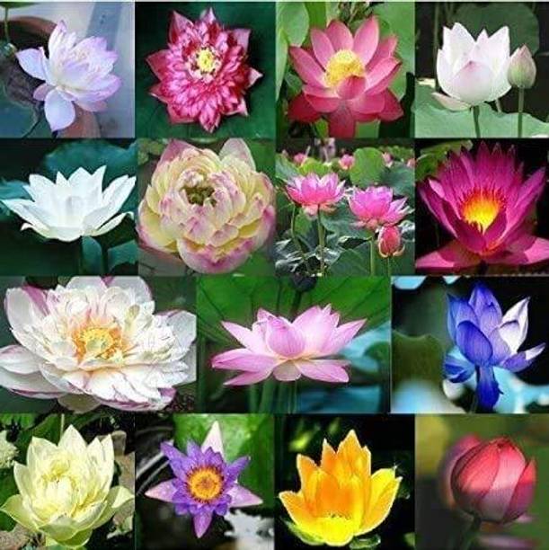 DIOART LOTUS Seed