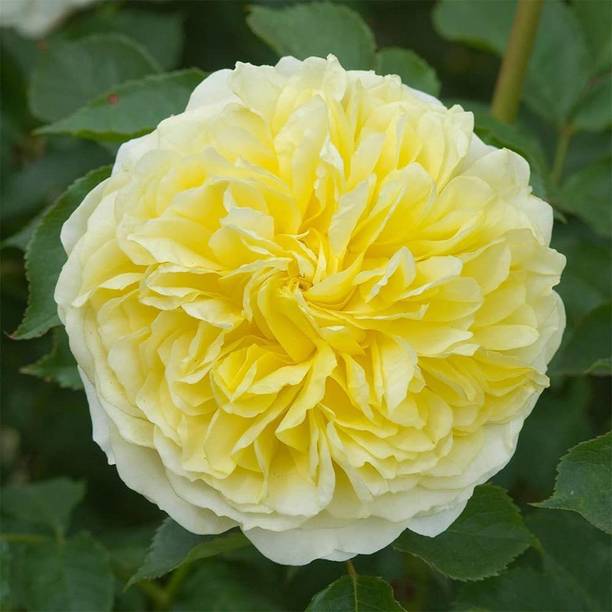 CYBEXIS GBPUT-95 - Climbing Roses - (900 Seeds) Seed