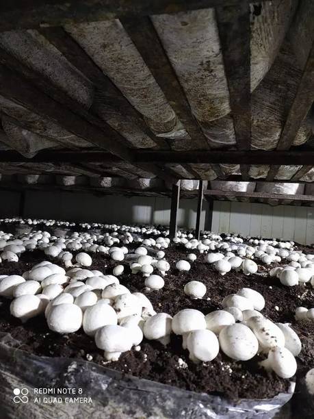 Arko Button Mushroom Spawn Grain Seeds – First Generation High Yield White Mycelium Seed