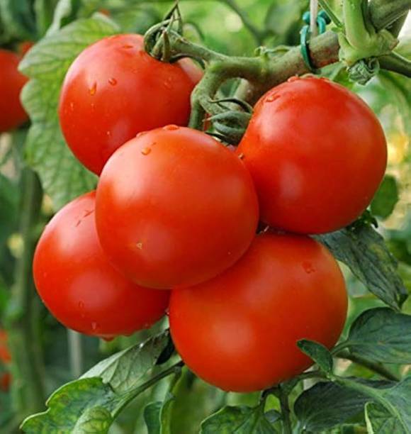 LIFELEX Hybrid Tomato Vegetable Seed