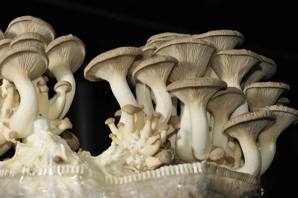 GREENSEA White Oyster Mushroom Seed