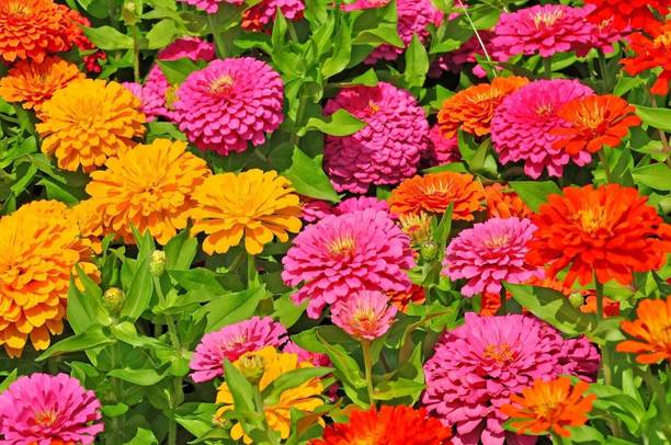 SUAA Zinnia, Jiniya Seed