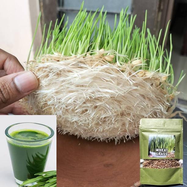 GAGAMINI NATURAL Wheat Grass Seeds | Chemical-Free , Nutrient-Rich Wheatgrass Juice Natural Seed