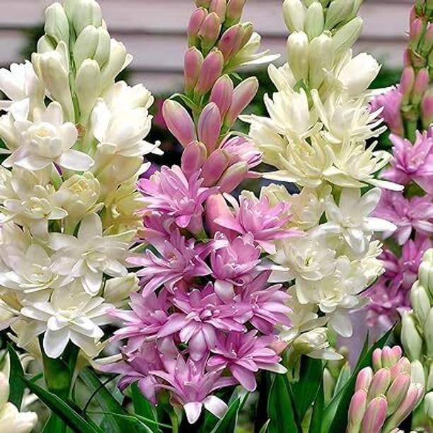 SMGOLD Rajnigandha Multicolor Flower Seed