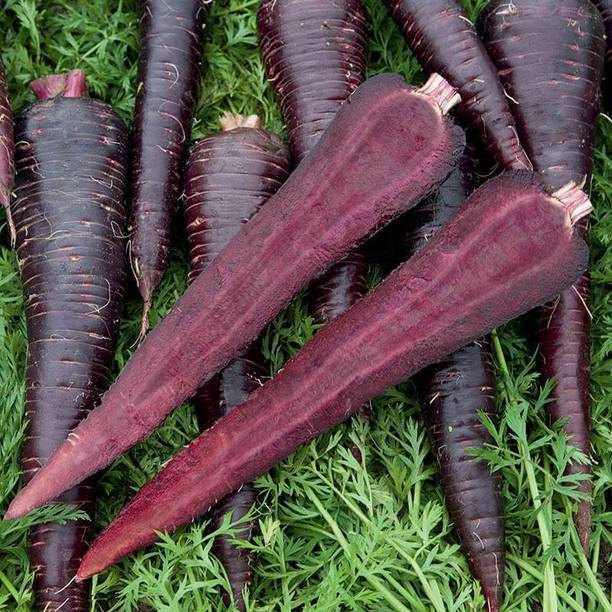 CYBEXIS TLX-92 - Carrot - Deep Purple - (2250 Seeds) Seed