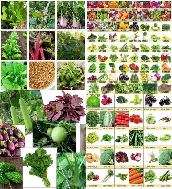 ibains Winter vegetable seeds beez 205 Seed