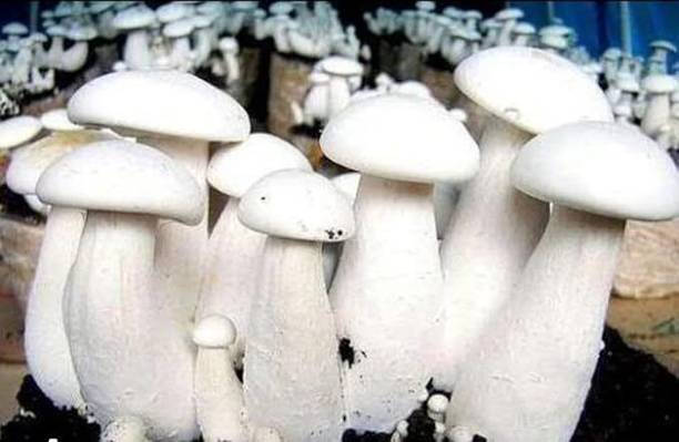 Lokhnath Enterprise Milky Mushroom Seed Seed