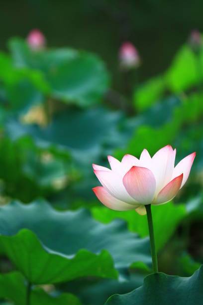 SEATERN LOTUS,KAMAL SEEDS Seed