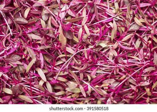 Mozette Organic red amarnthus Seed