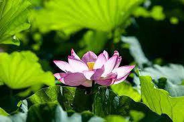 CARIBBEAN LOTUS SEEDS Seed