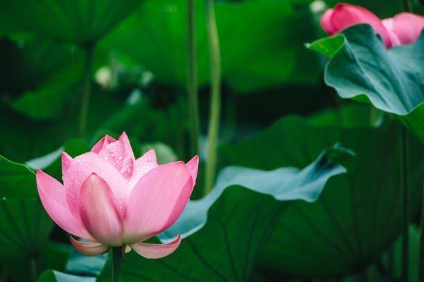 PNOQO Lotus Seed