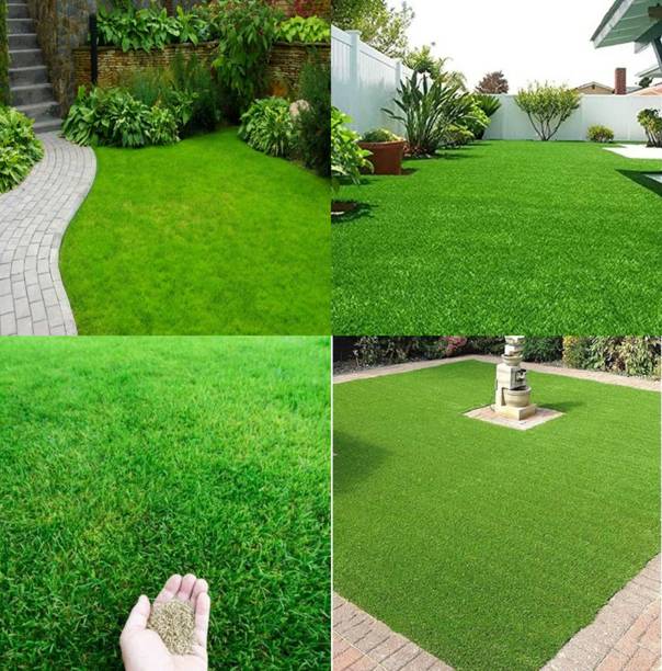 ibains Lawn grass seeds for home garden pack of 6500 Seed