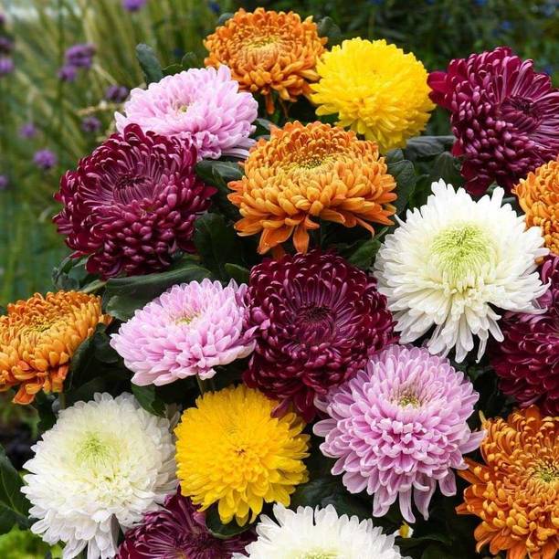 SEEDARIA Chrysanthemum Flower Seeds Seed