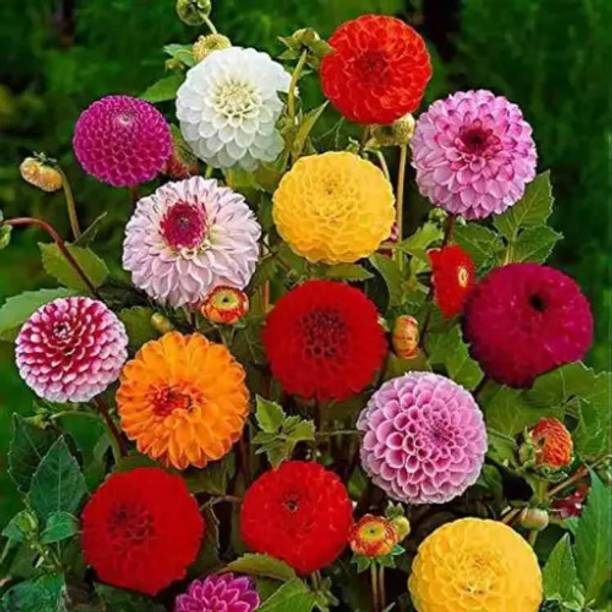 BEE Garden Zinnia Flower Seeds – Mixed Organic Quality Seeds for Home Gardening Seed