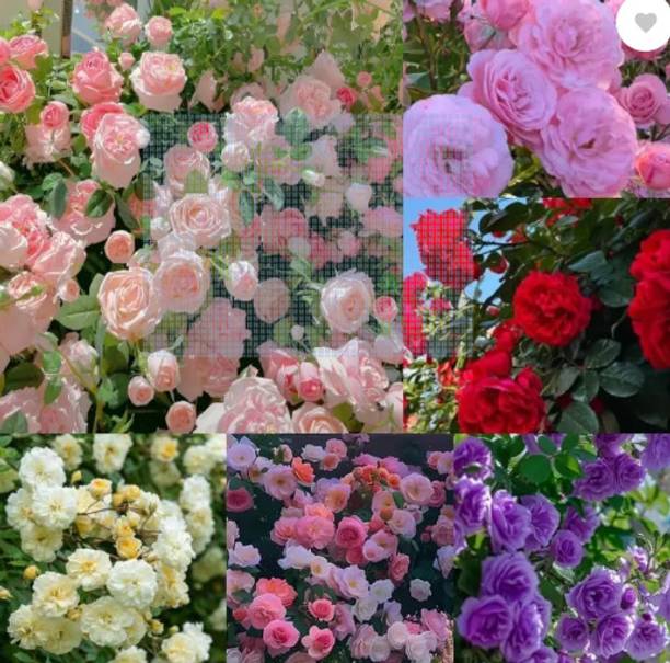 FLARE SEEDS Climbing Rose Flower Seeds, Hybrid, Year-Round Blooms, Minimal Care- MIX Seed