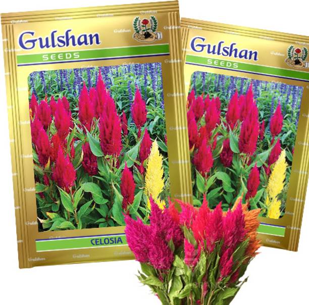 Gulshan Seed Farm Celosia Flower Seeds-Vibrant Plume,Cockscomb Blooms for Garden,Terrace & Balcony Seed